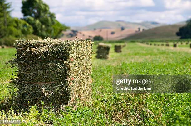 alfalfa harvest - alfalfa stock pictures, royalty-free photos & images