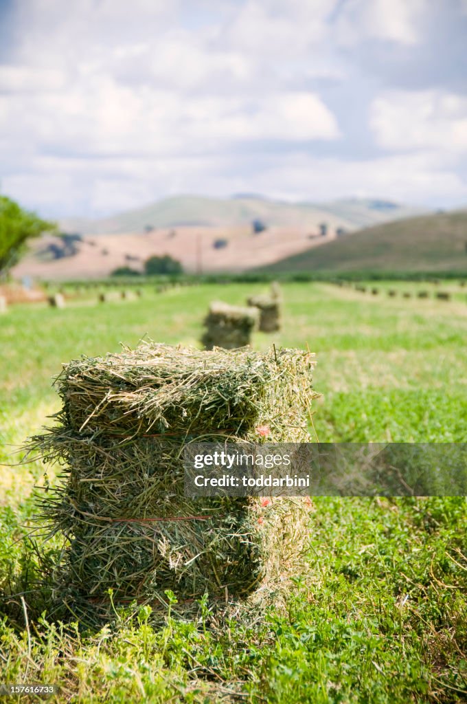 Alfalfasprosse Harvest