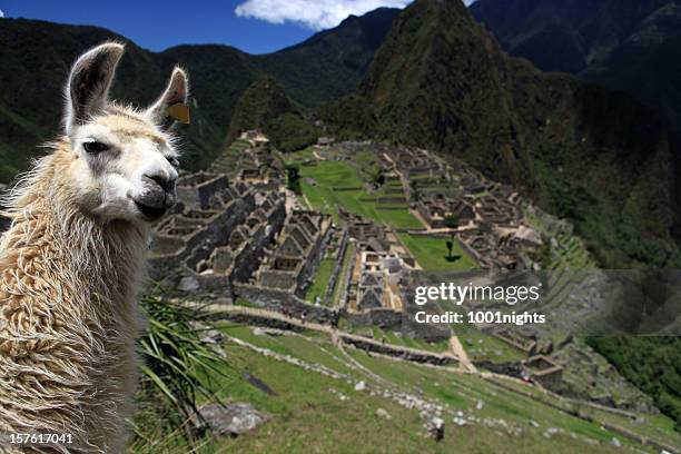 adorable arreo de llama y macchu picchu - machu picchu fotografías e imágenes de stock