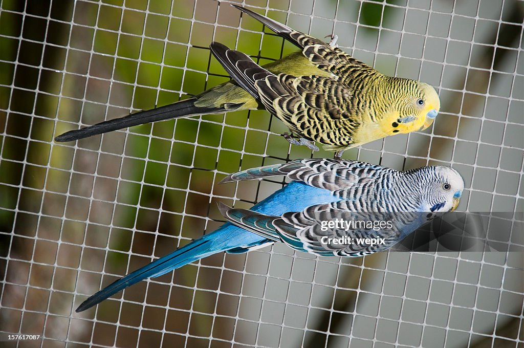 黄色青いキャナリー鳥鳥小屋バードケージに飾るフェンス