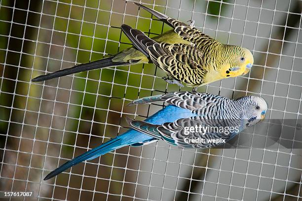 yellow blue canary birds aviary bird cage hanging on fence - aviary stock pictures, royalty-free photos & images