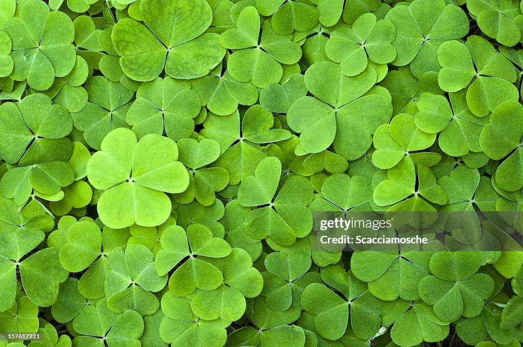 Green clover field