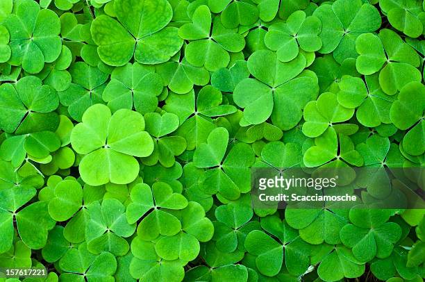 green clover field - four leaf clover stock pictures, royalty-free photos & images