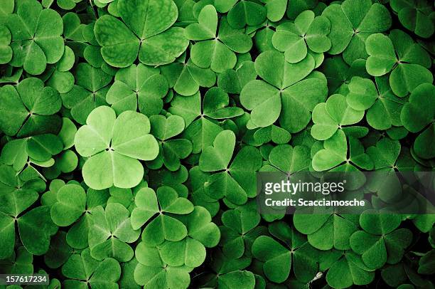 close up of a bunch of green clover - springtime stockfoto's en -beelden
