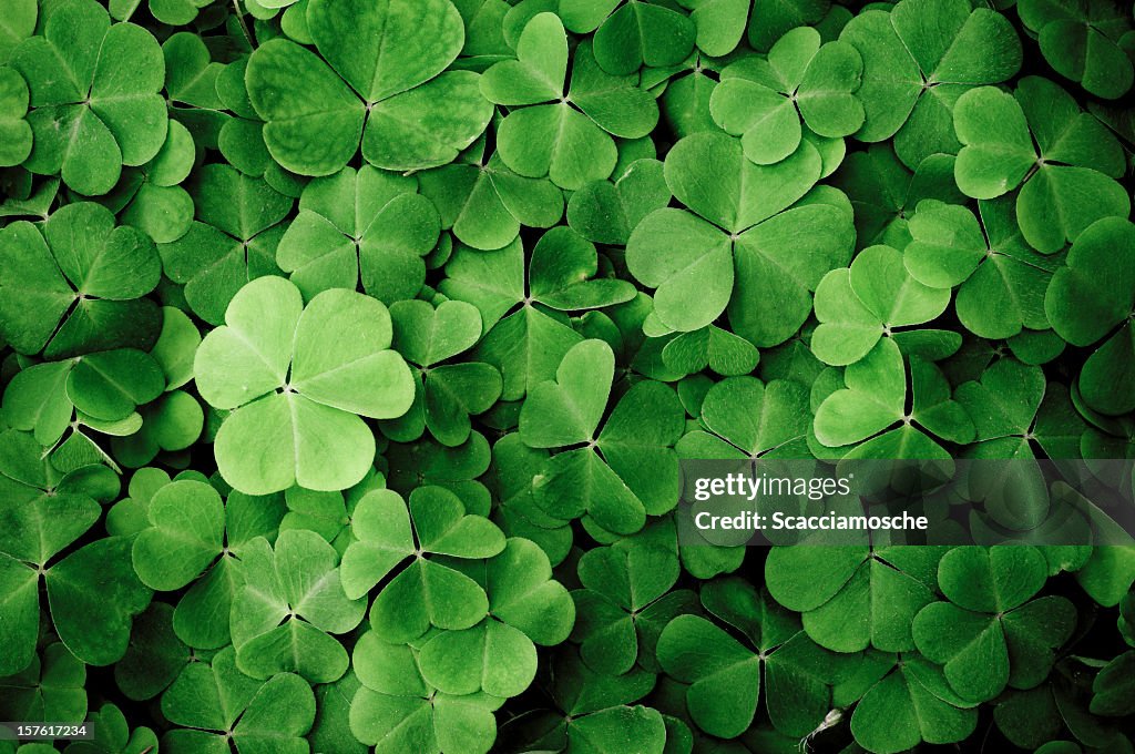 Close up of a bunch of green clover