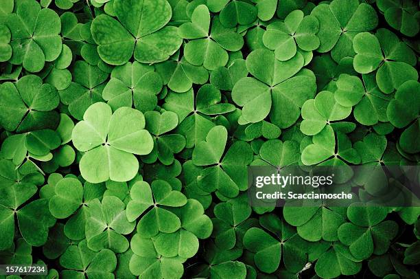 close up of a bunch of green clover - st patricks day 個照片及圖片檔