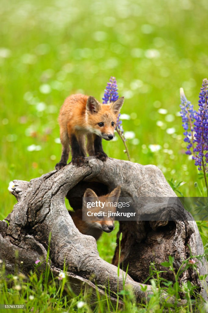 Cute red fox pups play in field of flowers