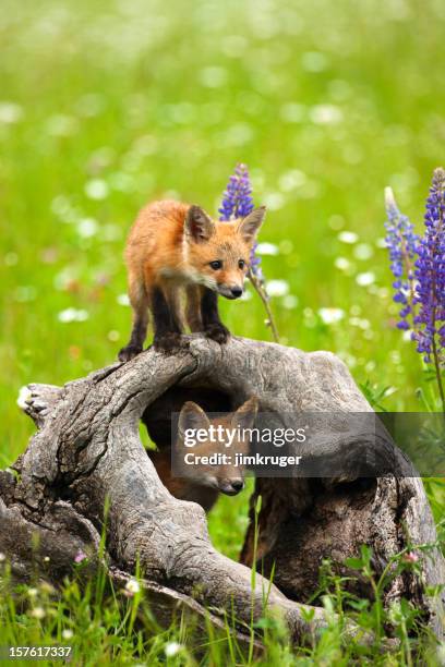 591,269 Baby Animal Photos and Premium High Res Pictures - Getty Images 591,269 Baby Animal Photos and Premium High Res Pictures - Getty Images