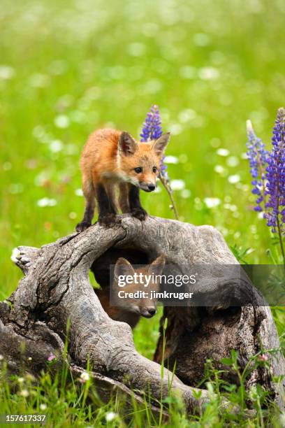 cute red fox pups play in field of flowers - fox stock pictures, royalty-free photos & images