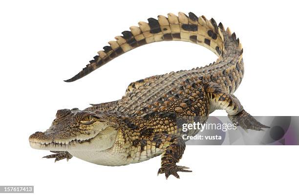 young nile crocodile - crocodile stock pictures, royalty-free photos & images