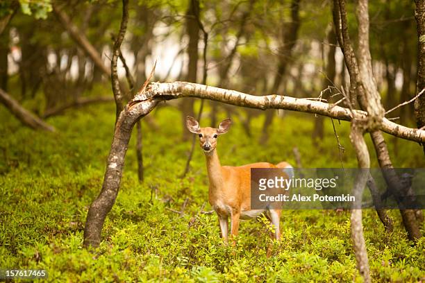 female deer in the forest - mammal stock pictures, royalty-free photos & images