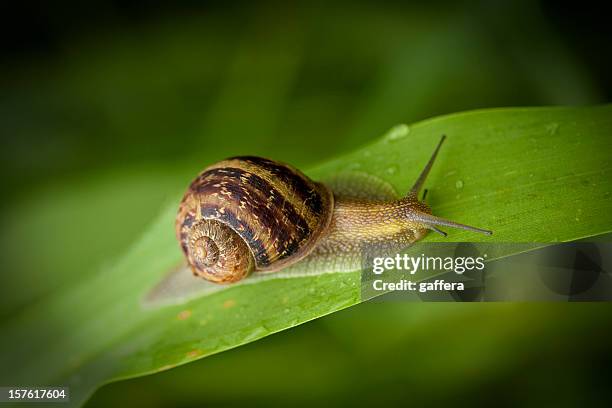 gehäuseschnecke krabbeln - schnecken stock-fotos und bilder