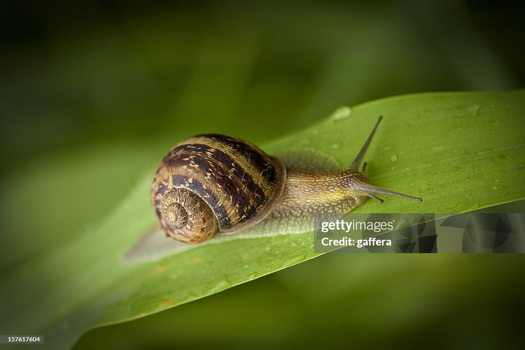 Garden Snail Crawling High-Res Stock Photo - Getty Images
