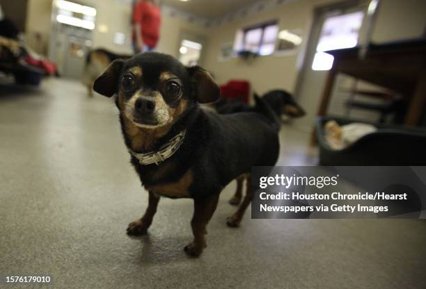 Happy poses for the camera in the communal dog and cat room at Stevenson Companion Animal Life-Care Center, part of Texas A&M, which is expanding on...