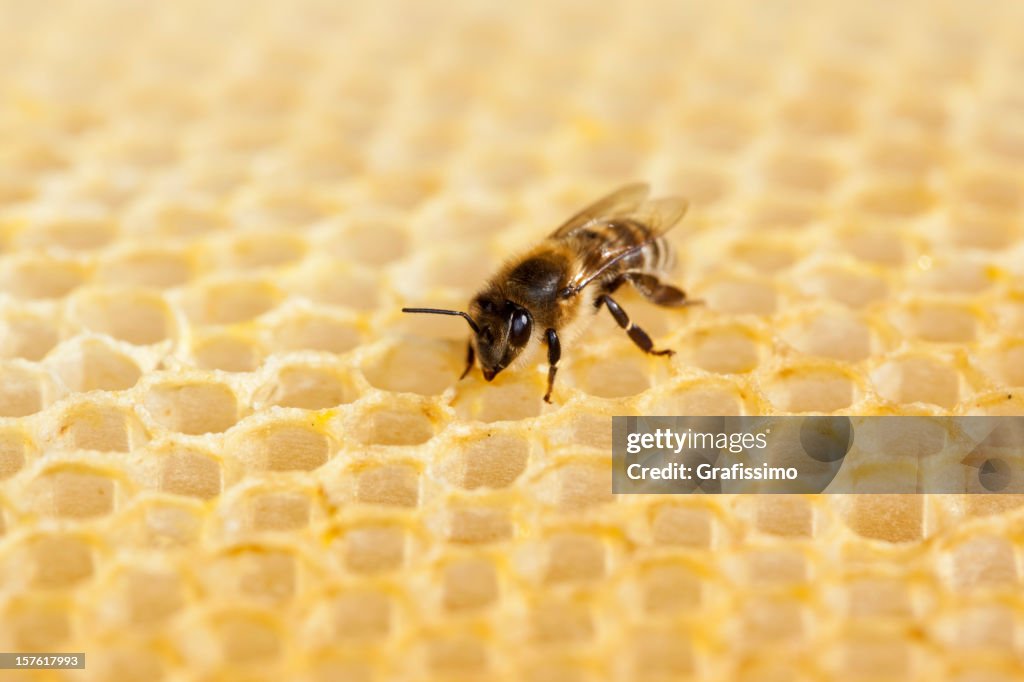 Biene Arbeiten auf honeycomb