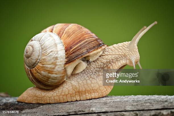 roman snail (helix pomatia) on piece of wood - slakkenhuis stockfoto's en -beelden