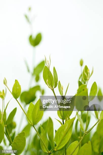 jojoba (simmondsia chinensis) - jojoba stockfoto's en -beelden