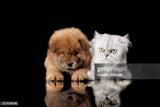 cat and dog - puppy chow stock pictures, royalty-free photos & images