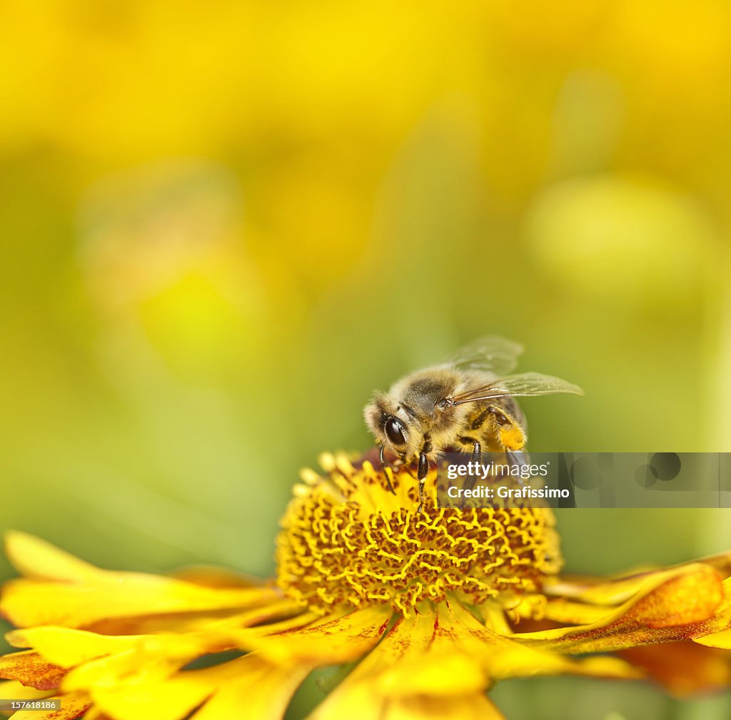 Bee collecting pollen on orange flower