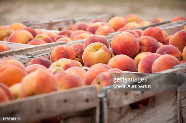close-up of peach crates - peach stock pictures, royalty-free photos & images