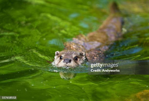 swimming otter - european otter stock pictures, royalty-free photos & images