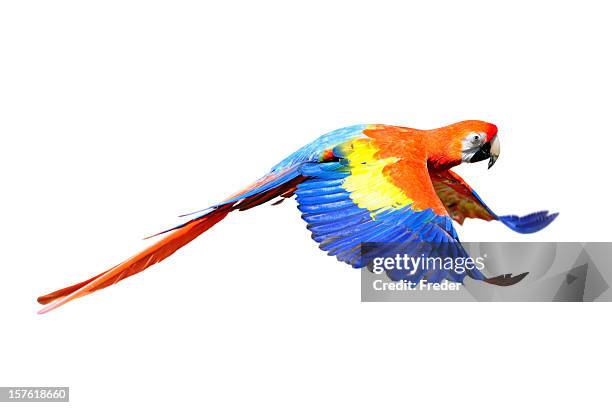 a scarlet macaw flapping its wings in flight - papegoja bildbanksfoton och bilder