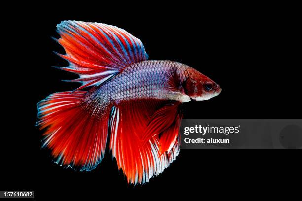 close-up of siamese fighting fish - siamese fighting fish stock pictures, royalty-free photos & images