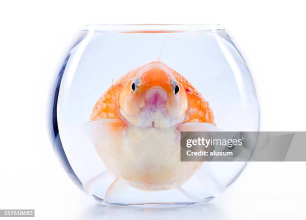 claustrophobia - goldfish bowl stock pictures, royalty-free photos & images