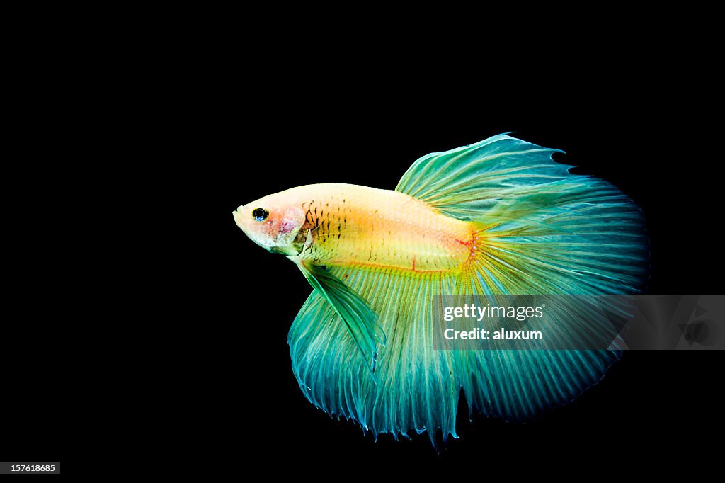 Beta Splands Fish Betta Splendens Fish High-Res Stock Photo - Getty Images