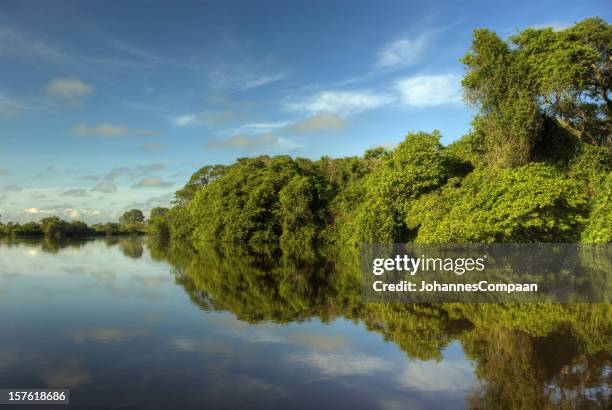 pantanal wetlands, brazil - pantanal stockfoto's en -beelden