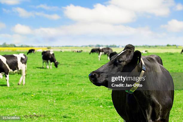 holsteiner vaches - vache noire et blanche photos et images de collection