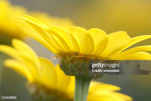 detail of a dyer camomille - camomille stock pictures, royalty-free photos & images