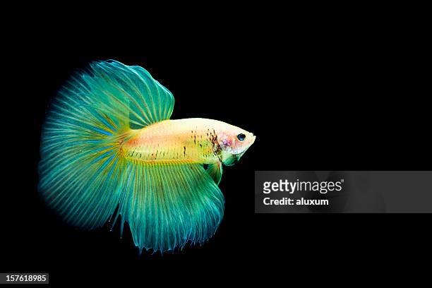 siamese fighting fish - siamese fighting fish stock pictures, royalty-free photos & images