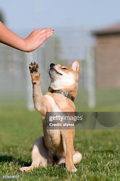 cachorro capacitado brinda high five - shiba inu fotografías e imágenes de stock