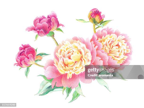 beautiful peonies - peonies stock illustrations