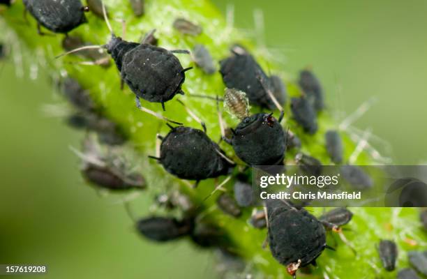 aphids - aphid stockfoto's en -beelden