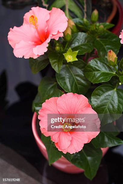 rose ibiscus in pot - hibiscus stockfoto's en -beelden