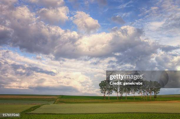 bäume in einer reihe, abend mit wolkengebilde - kanton waadt stock-fotos und bilder