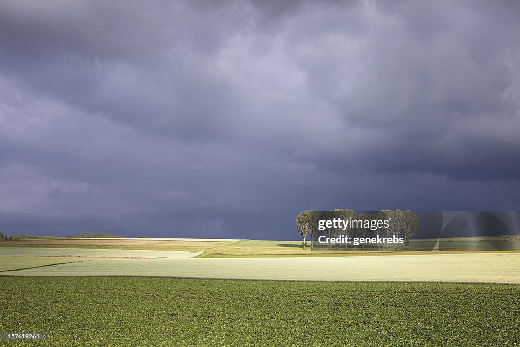 Evening Sunlight and Storm Clouds with Row of Trees