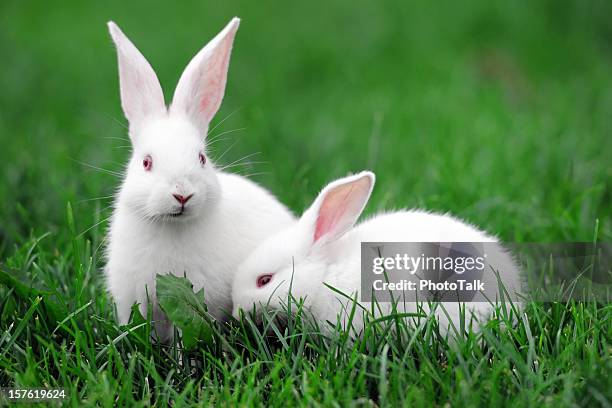 white rabbits - xlarge - rabbit stock pictures, royalty-free photos & images