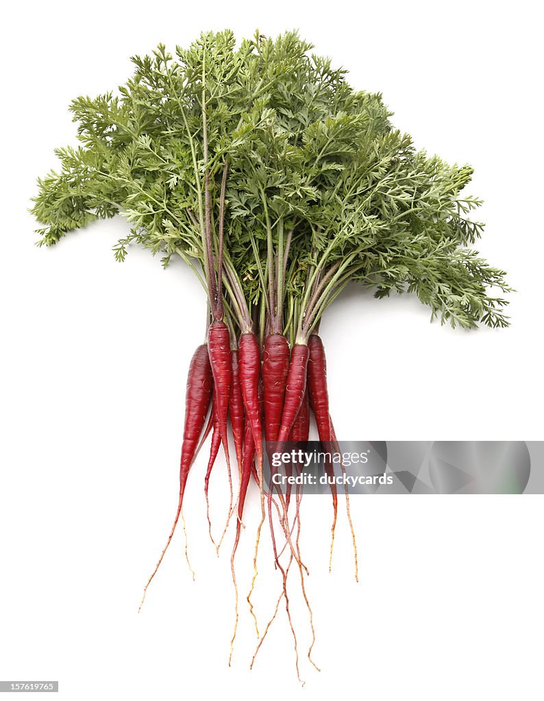 Purple Dragon Carrots