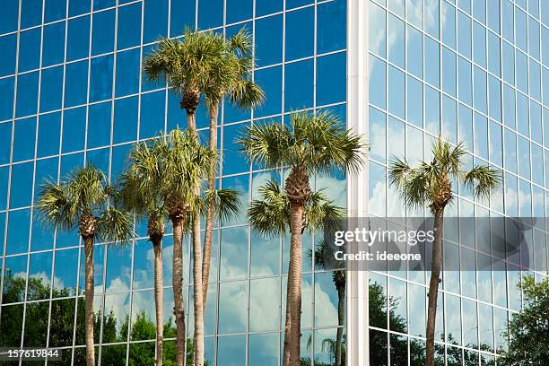 moderne facade and palm trees - waaierpalm stockfoto's en -beelden