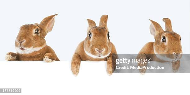 rabbits holding a banner - rabbit stockfoto's en -beelden