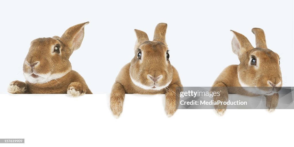 Rabbits holding a banner