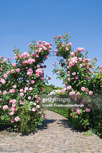 rose garden with blooming gate - garden gate rose stock pictures, royalty-free photos & images