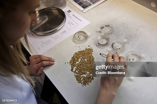 Wheat Sample 40 Agri Lab Stock Photos, High-Res Pictures, and Images - Getty Images