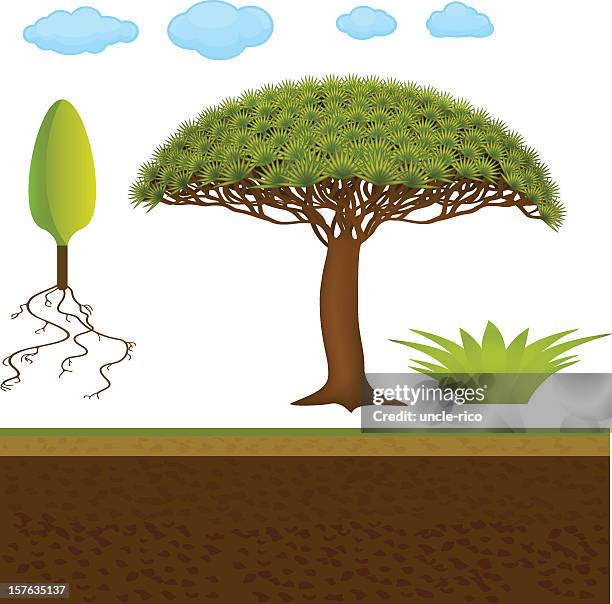 floral elements set - dragon tree stock illustrations