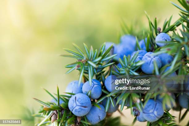 juniper berries - juniper tree stock pictures, royalty-free photos & images