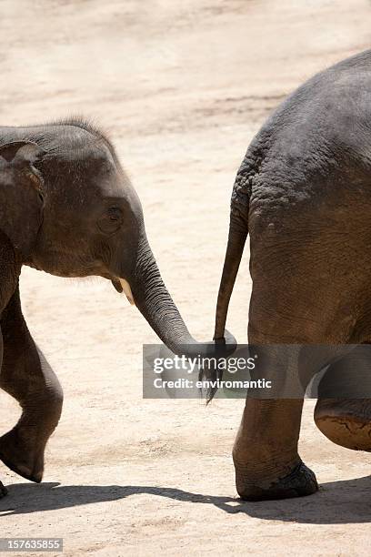 bébé éléphant tenant la queue d'un autre. - baby elephant walking photos et images de collection