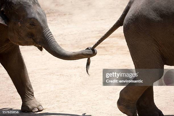 bébé éléphant tenant la queue d'un autre. - baby elephant walking photos et images de collection